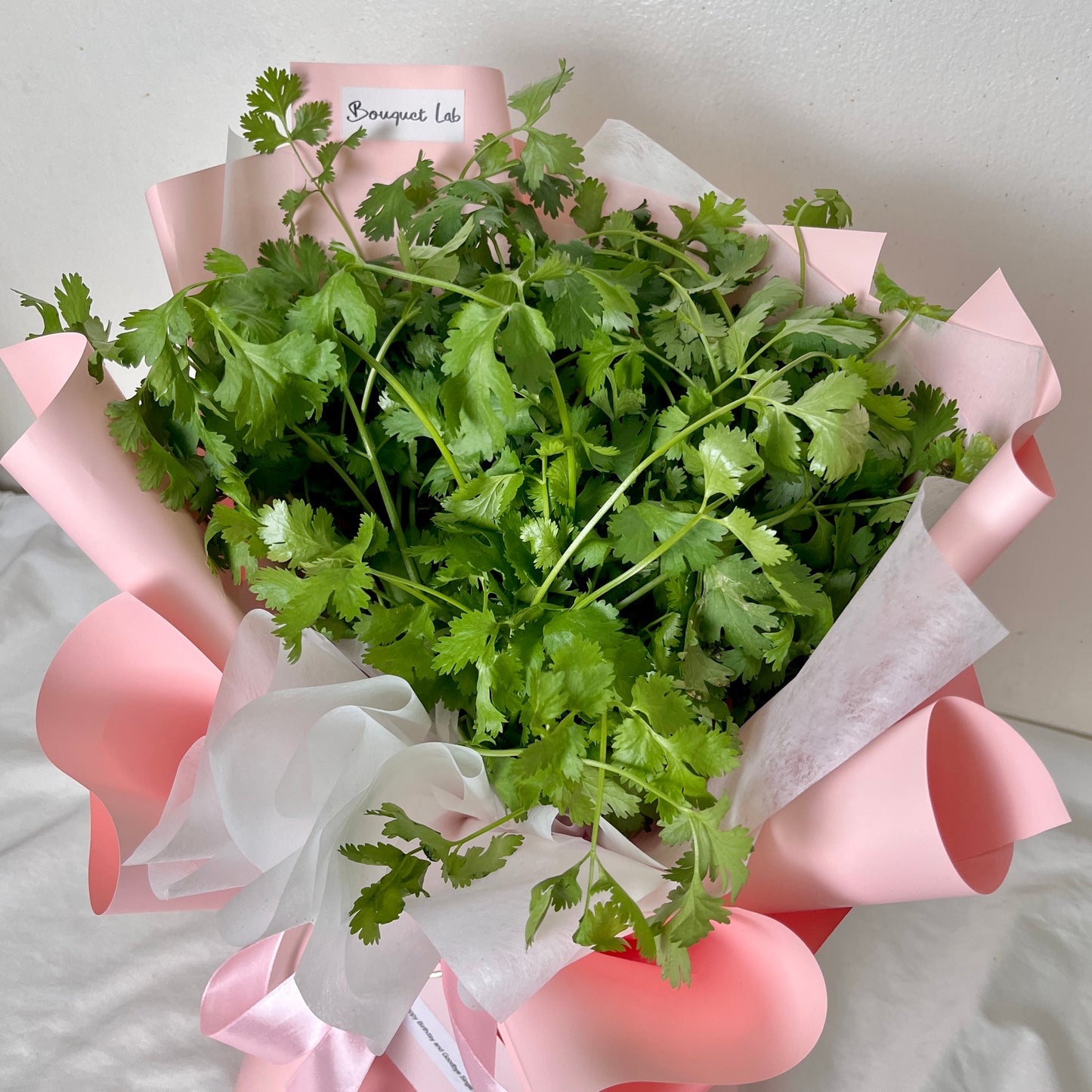 Coriander