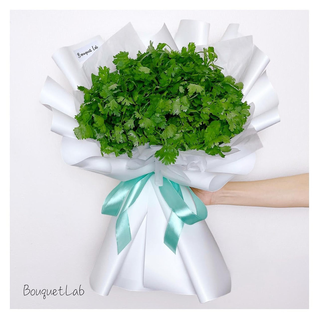 Coriander